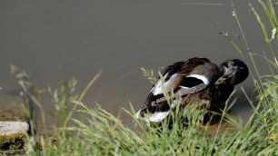 Утка моется, старательно чистит крылья и чешется у воды на берегу озера