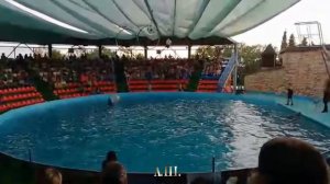 Обалденное ШОУ дельфинов! Дельфинарий.DolphinShow