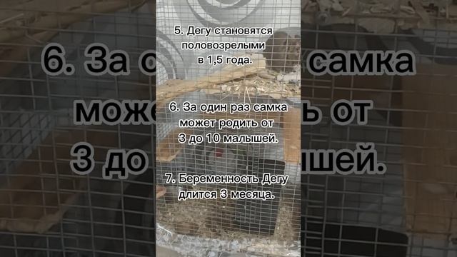 Интересные факты про белок Дегу смотреть онлайн