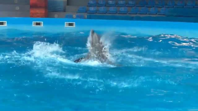 Дельфинарий Немо в Алматы смотреть онлайн