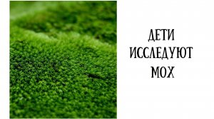 Проекты школьников: Удивительный мох