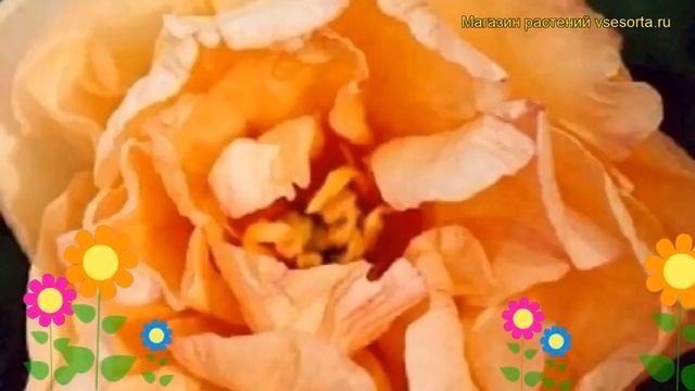 Пион ито Канарские бриллианты. Краткий обзор, описание характеристик paeonia itoh Canary Brilliants смотреть онлайн