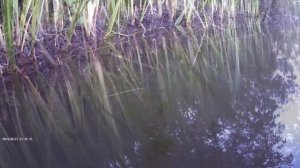 Плоский штопор