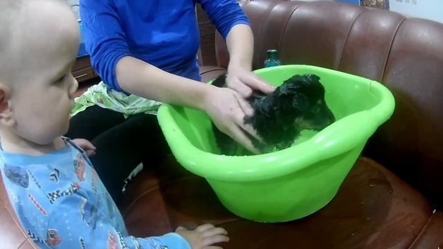 Какую породу кроликов выбрать?