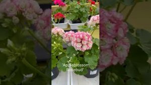 Different varieties of pelargoniums / Разные сорта пеларгоний / Pelargoonide erinevad sordid