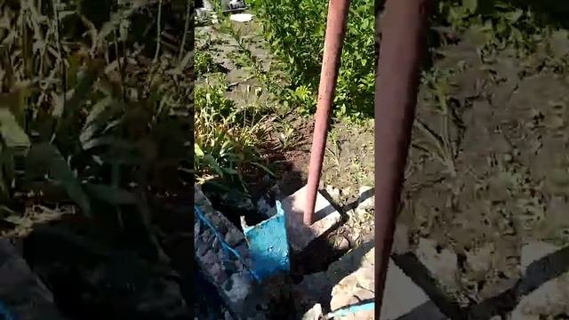 Ежевика Торнфри