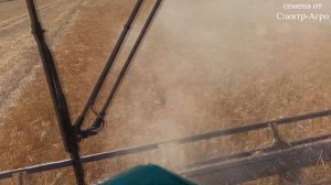 Хайлайт. Сорт ячменя для засушливых условий. 2020 год