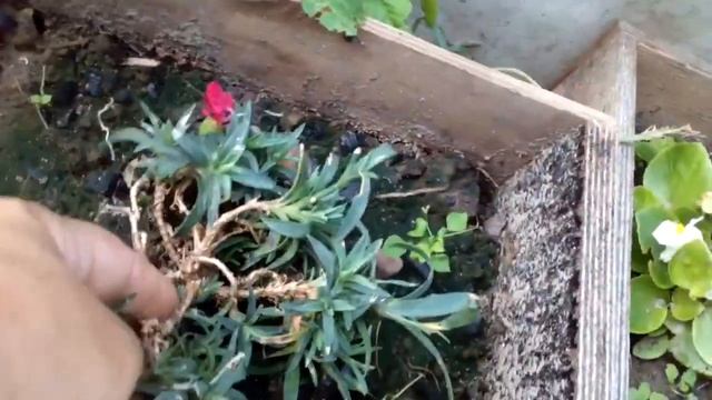 10 июля обзор моей дачи!Сравнение сортов томатов!Что посадила и что выросло! смотреть онлайн