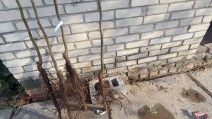 КАК ПОСАДИТЬ ГРЕЦКИЙ ОРЕХ,СОРТ ИДЕАЛ,СОРТ ГРЕЦКОГО ОРЕХА ИДЕАЛ,САЖЕНЦЫ ОРЕХА СОРТА ИДЕАЛ ТРЕХЛЕТКИ