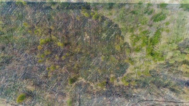 Сгоревший лес близ п.Новый Кудом Спасского района Рязанской области смотреть онлайн