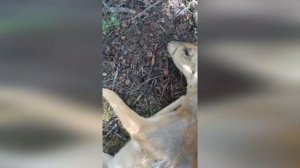 Подборка случаев на охоте/ ОХОТА И РЫБАЛКА В БУРЯТИИ