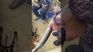 Бузан рыбалка. Астрахань. Часть 1. Октябрь 2022