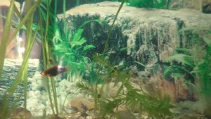 Живородящие рыбки и сомики в аквариуме на 150 литров