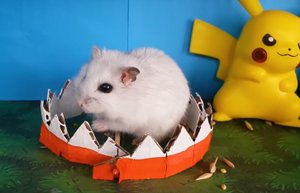 Приключения Хомы! \\ Хомячок ХОМА Проходит лабиринт ПикаЧу !