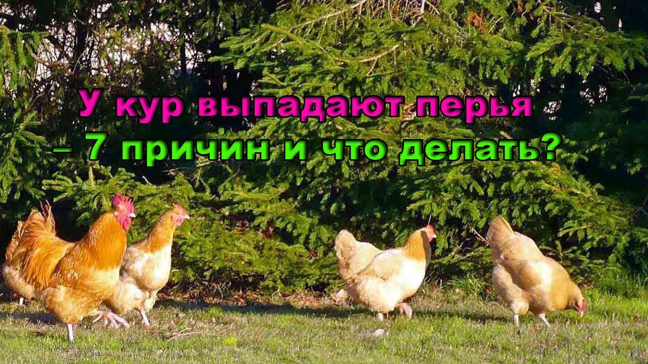 У кур выпадают перья – 7 причин и что делать