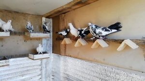 Продажа голубей, Рязань, московский район. Бойные голуби.