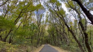 Autumn Leaves  Осенние листья в 4К