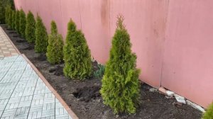 Очиток-коврик☘️После зимы☘️Что же посадить под туями