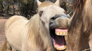 МЕГА ПРИКОЛЫ С ЛОШАДЬМИ!РЖАЛ!!FUNNY HORSES!СМЕШНЫЕ ЛОШАДИ!JOKES WITH HORSES CUTE MOMENTS WITH HORSES