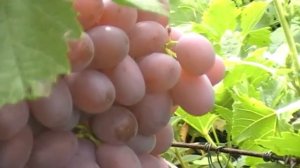 сорт винограда ПГ-12