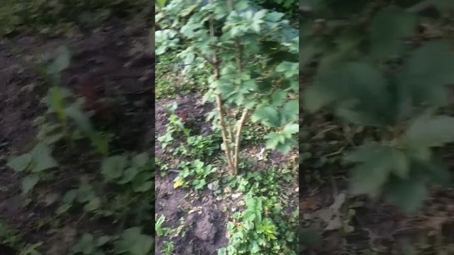 Экоснайпер LS 107 . честный отзыв!!! смотреть онлайн