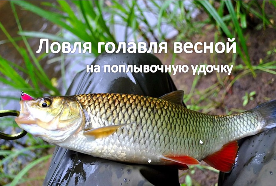 Ловля голавля весной на удочку.