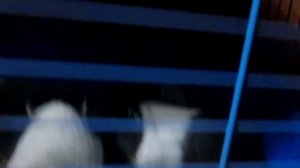 Морские свинки Gyvūninės kiaulės - vyriškos moterys.mp4