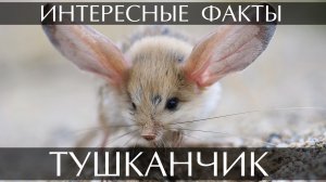 Тушканчик. Интересные факты