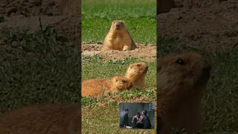 Сурок Байбак Бос