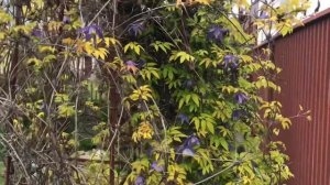 Этот клематис зацветает первым! Княжики в саду! Clematis stolwijk gold ! Описание сорта!