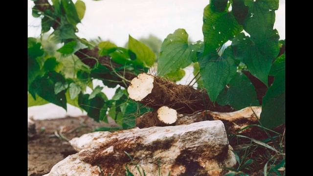 АДАМОВ КОРЕНЬ смотреть онлайн