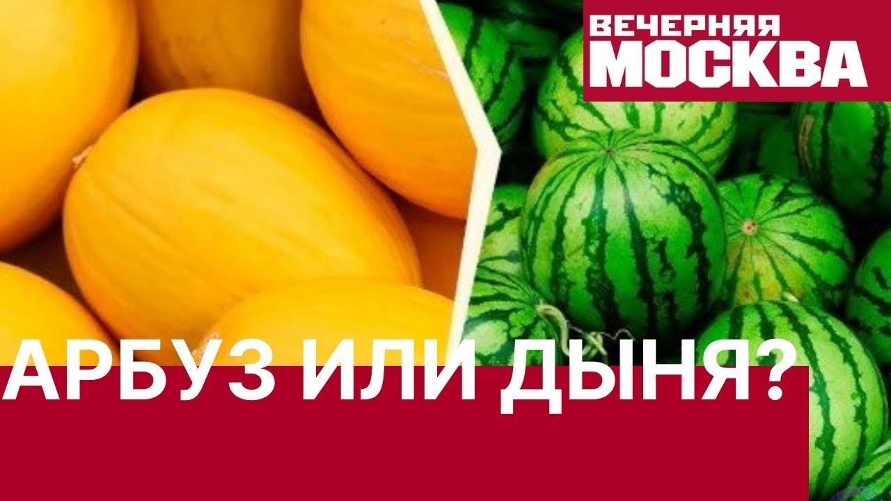 Что лучше арбуз или дыня. Арбуз против дыни. Дыня vs Арбуз. Что полезнее Арбуз или дыня. Что полезнее Арбуз или дыня при сахарном диабете 2 типа.