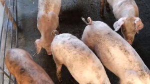 Поросята/ Новые клетки для свиней/ Разводим свиней