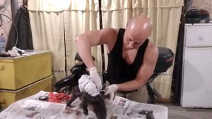 Выдра. Чучело. Таксидермия. (Часть 2) Одеваем шкуру на манекен.