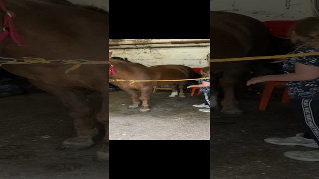 Перед тренировкой надо почистить лошадь 🐎