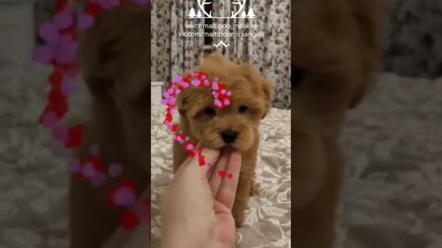 питомник maltipoo mini angels предлагает девочку мальтипу ф1 смотреть онлайн