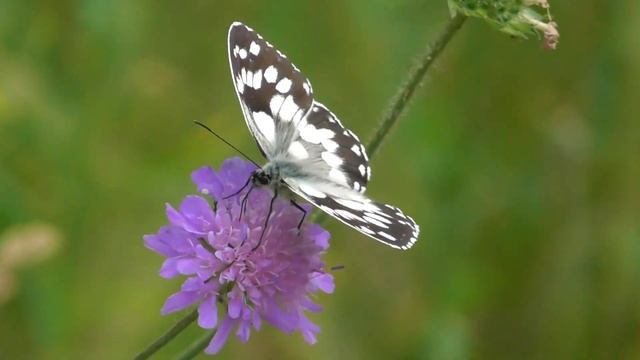 Бабочка. Пестроглазка галатея ( Melanargia galathea ) смотреть онлайн