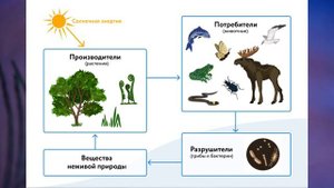 §26 "Что мы узнали о взаимоотношениях организмов и среды", Биология 6 класс, Сивоглазов.mp4
