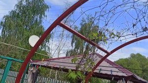 Самые лучшие и неприхотливые почвопокровные многолетники!