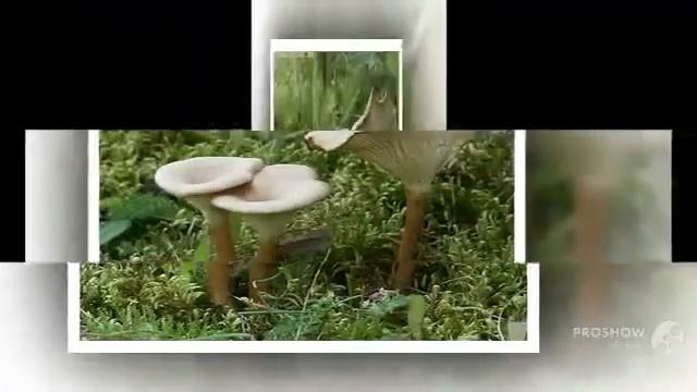 Clitocybe squamulosa - fungi kingdom смотреть онлайн