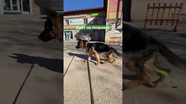 Маленький Вольф едет домой смотреть онлайн