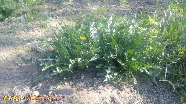 Как убрать одуванчики так чтобы их корни стали удобрением смотреть онлайн