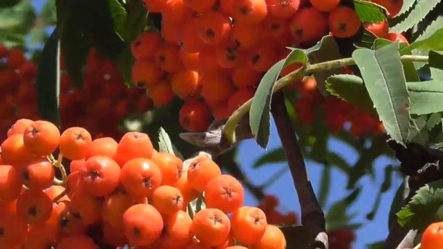 ,,Любовь земная"Собанцева Валентина засл.арт.России
