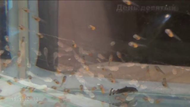 Разведение Скалярий в домашних условиях. Экология жизненного пространства.