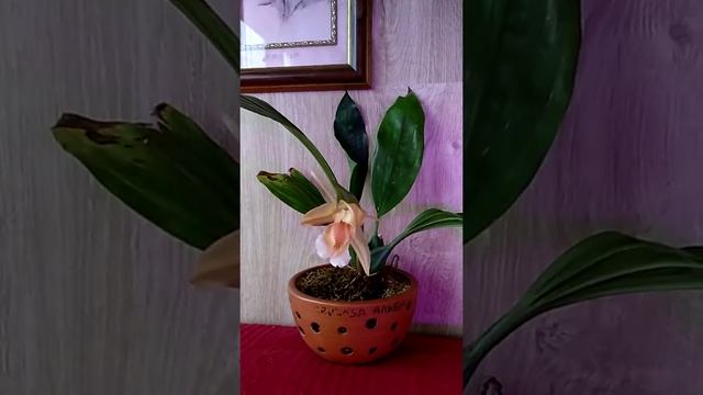 Coelogyne Speciosa v alba Великобритания смотреть онлайн