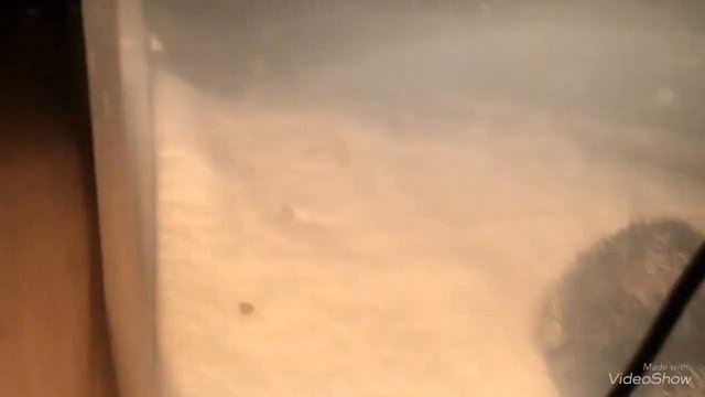 Инкубация куриных яиц в инкубаторе R-Com Pro20 смотреть онлайн