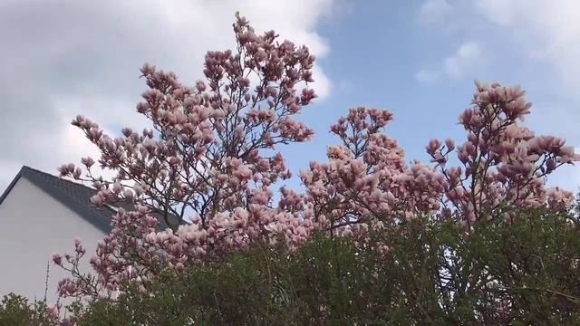 #Футаж_цветущая_магнолия. #Футаж_Весна смотреть онлайн