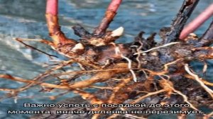 Когда пересаживать пионы весной, летом и осенью
