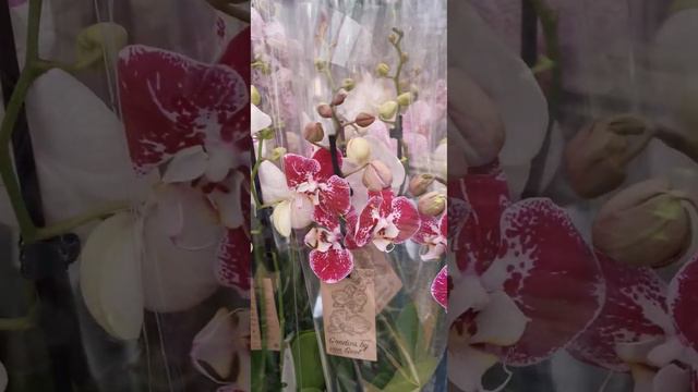 Лондон. Маркет. Орхидеи. Пиниф. Арт Нуво . Бабочки. London.Market.  Orchids. Pinif.  Butterflies.