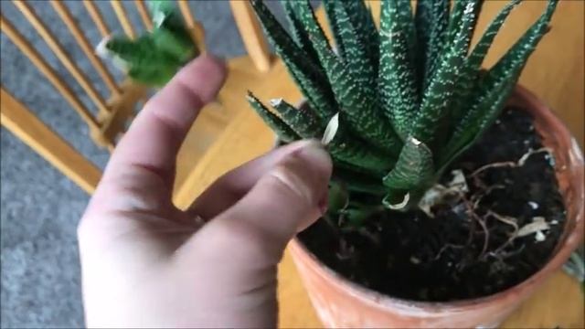 Haworthia Baby Harvest! // Angels Grove Co смотреть онлайн